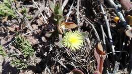 Image of Mesembryanthemum haeckelianum Berger