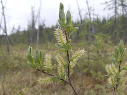 Image of Salix myrtilloides L.