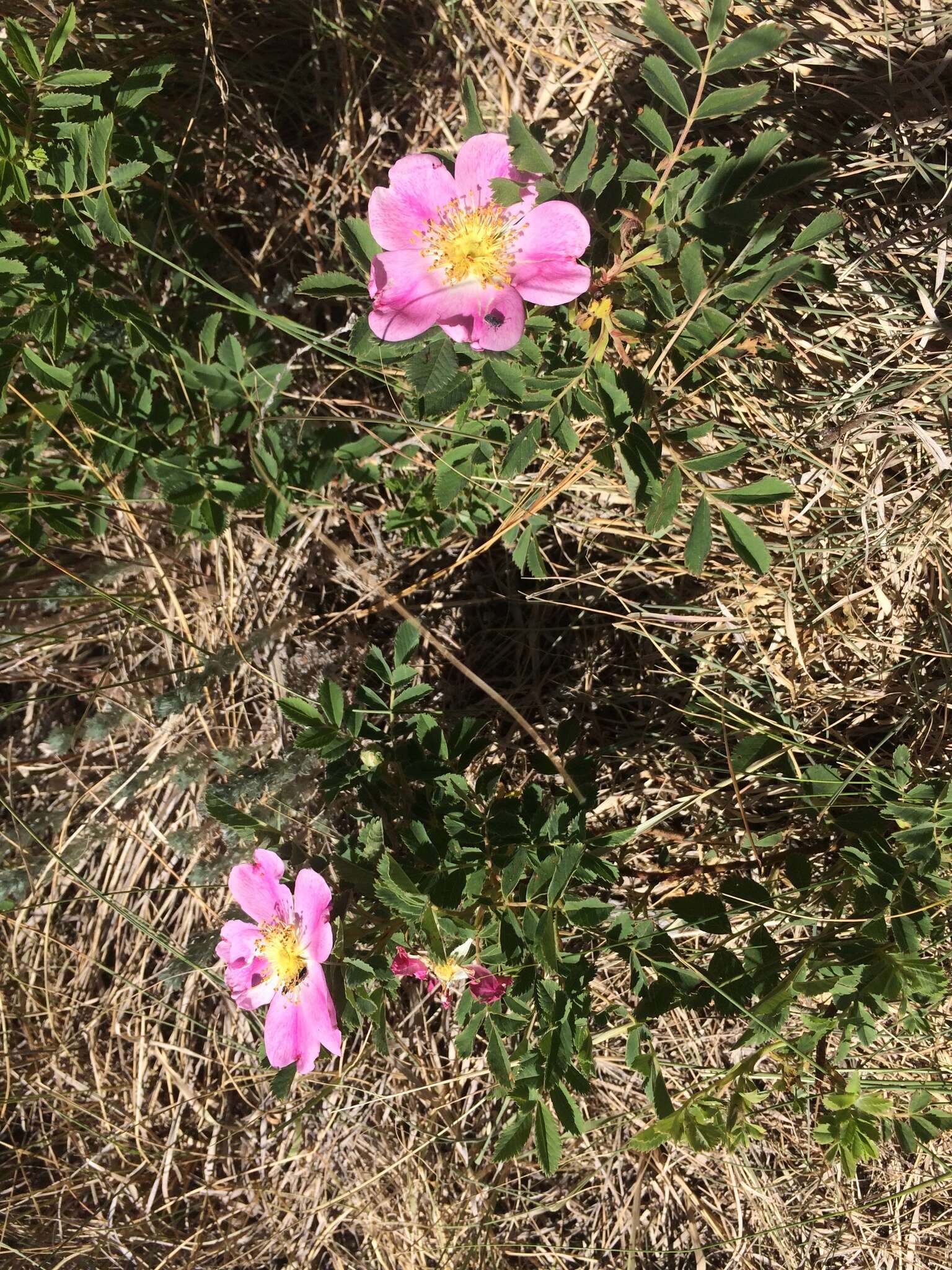 Image of prairie rose