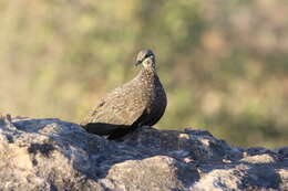 Image of Chestnut-quilled Rock Pigeon