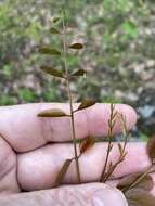 Imagem de Amorpha glabra Poir.