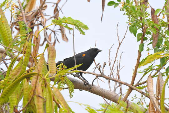 Image of Tawny-shouldered Blackbird