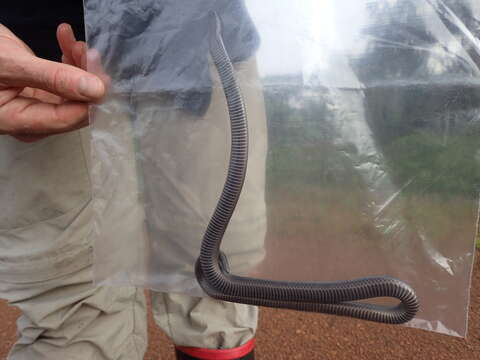 Image of Eastern Congo Burrowing Asp