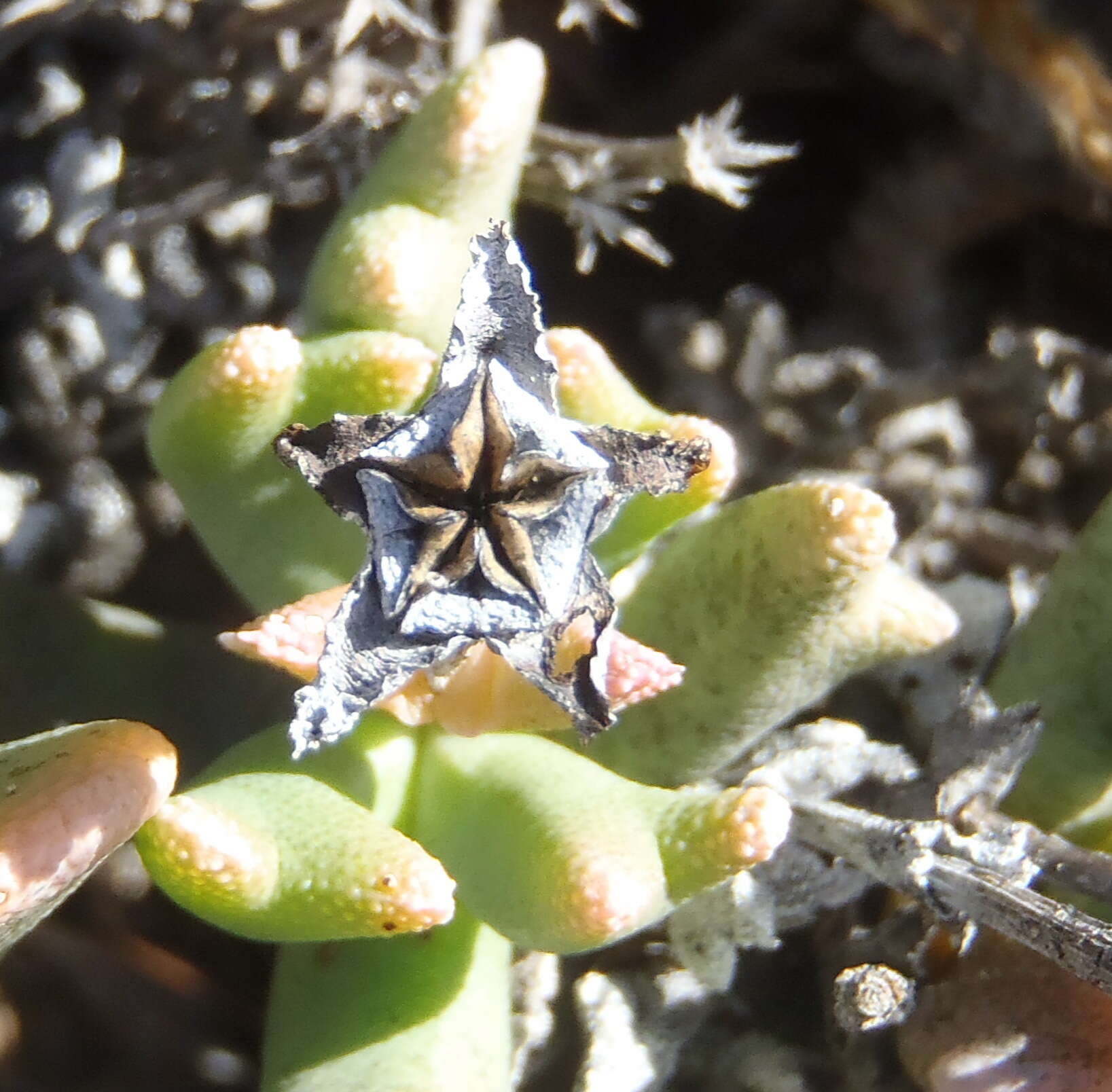 Image of Rhombophyllum dolabriforme (L.) Schwant.