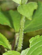 Imagem de Ourisia macrophylla subsp. macrophylla