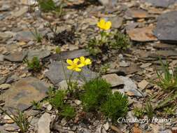 Imagem de Ranunculus formosamontanus Ohwi