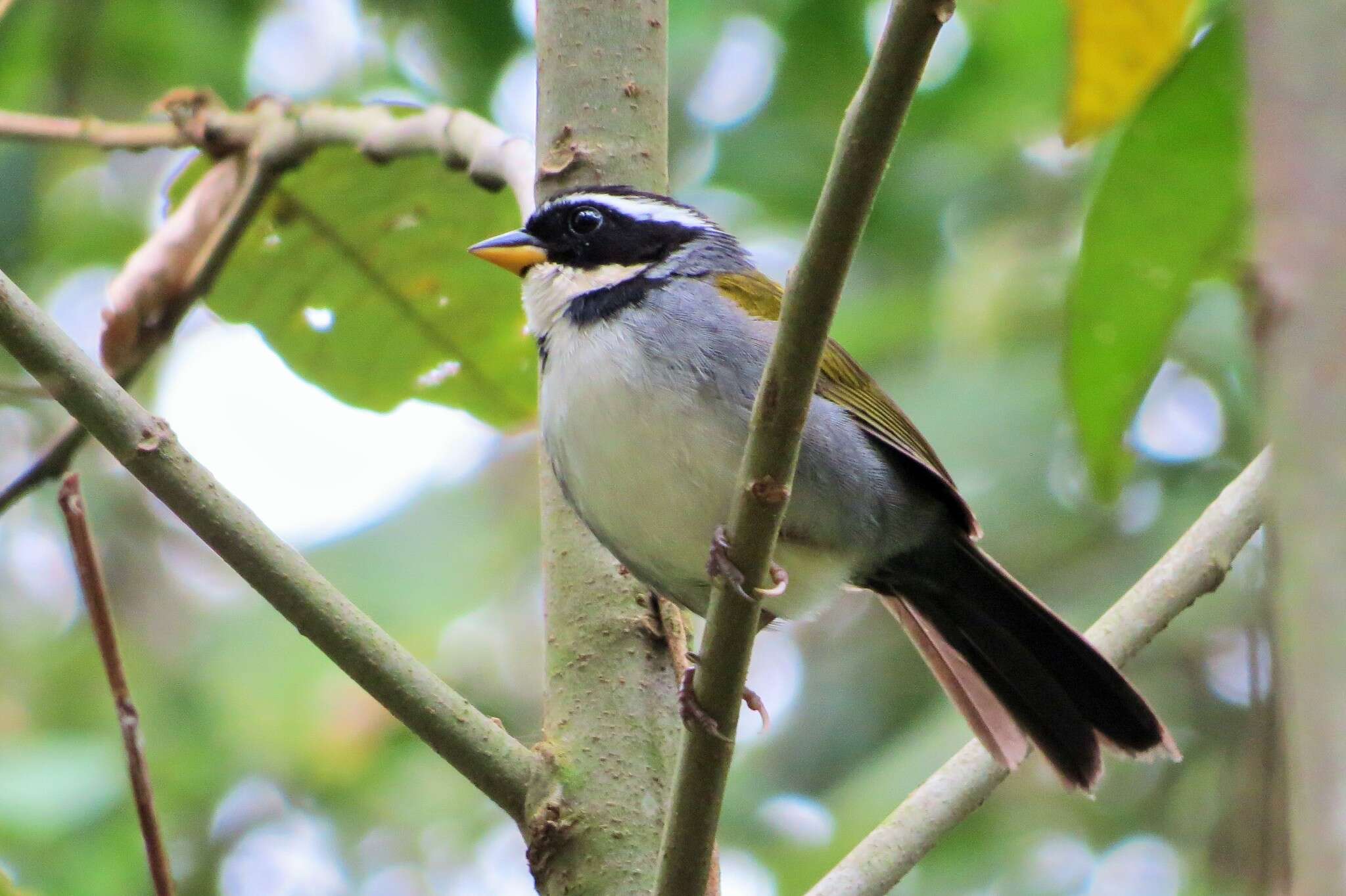 Image of Half-collared Sparrow
