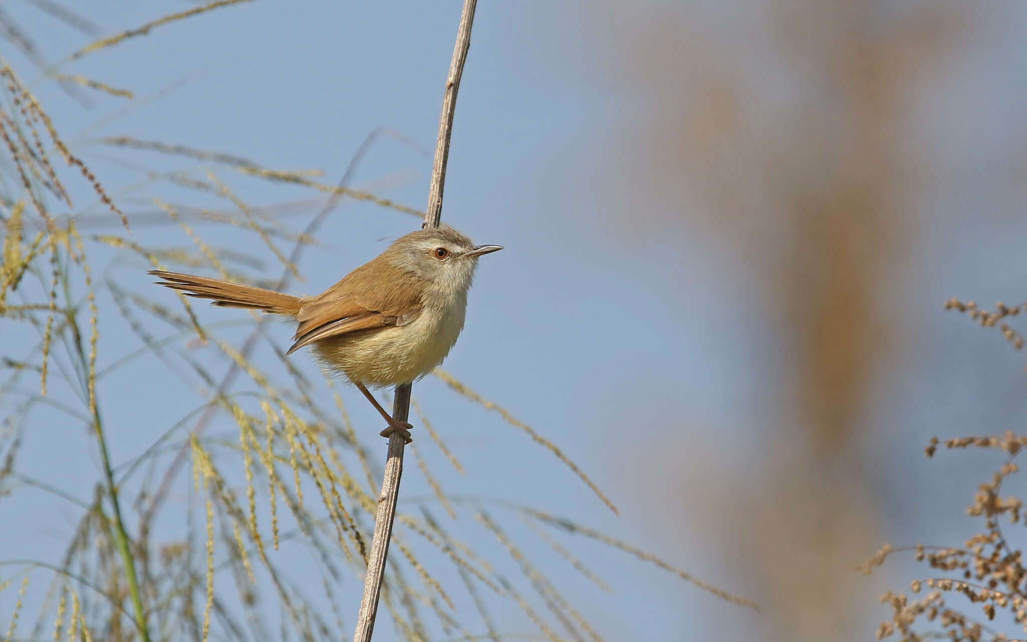 Image of Rufescent Prinia