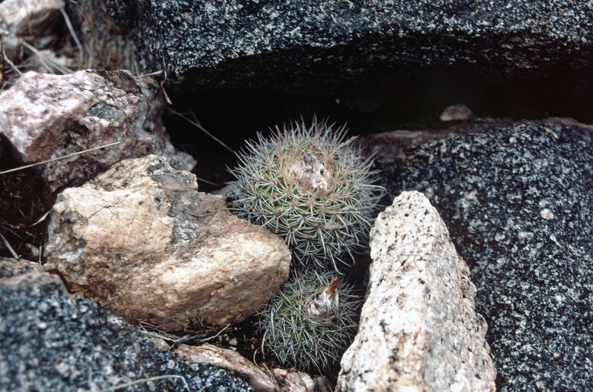 Parodia microsperma subsp. microsperma resmi