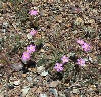 Image of Coast Range linanthus