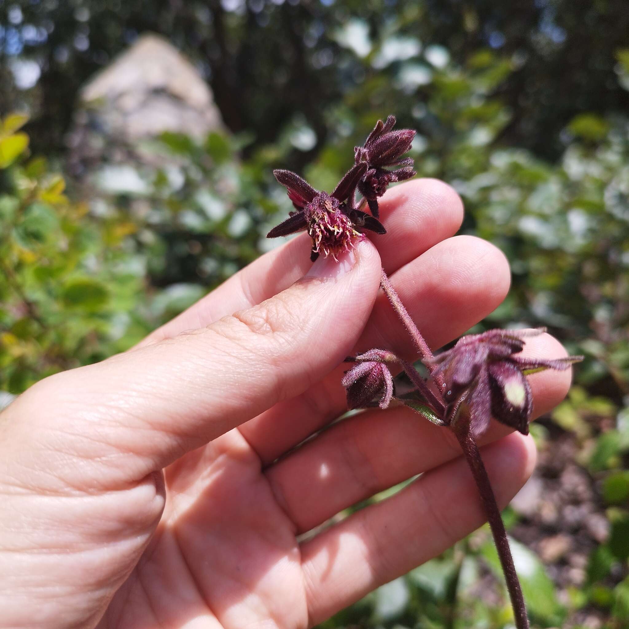 Image of Axiniphyllum scabrum (Zucc.) Blake