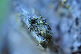 Image of needle lichen