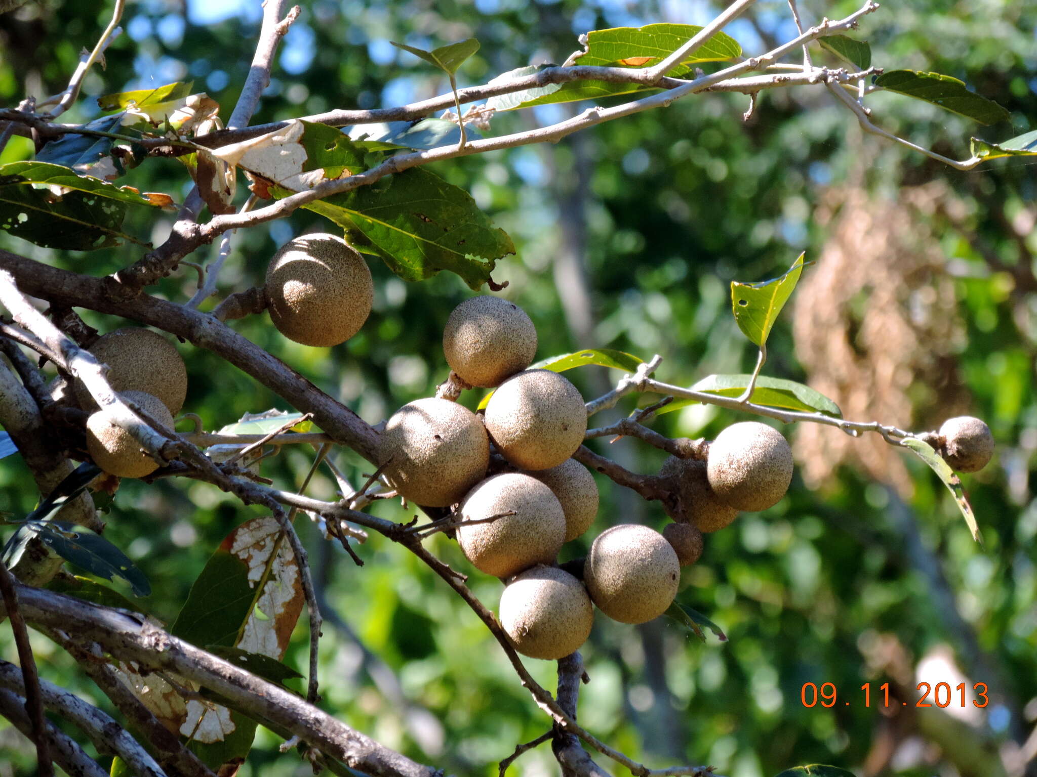 Imagem de Morisonia Linnaeus 1753