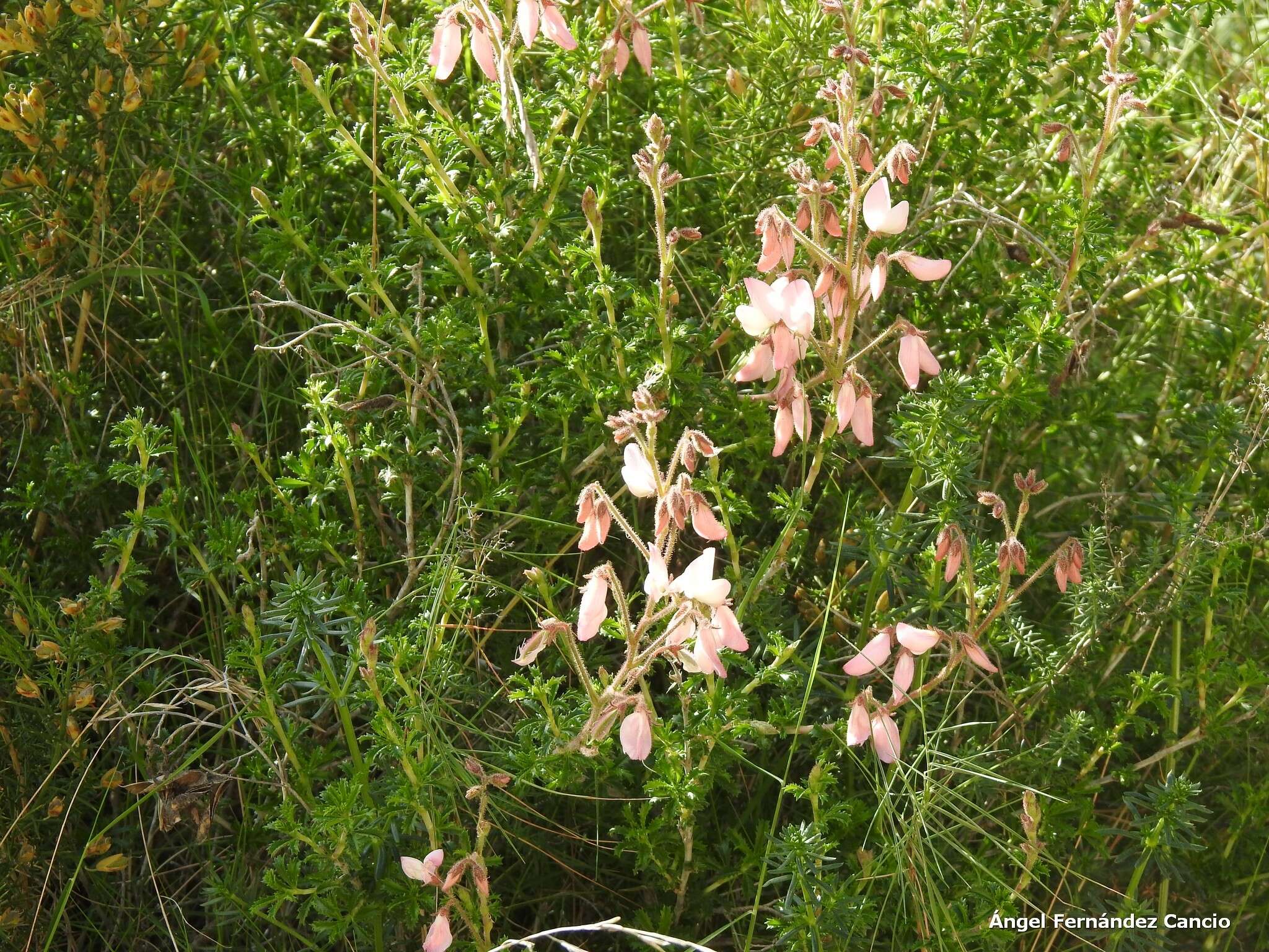 Plancia ëd Ononis fruticosa L.