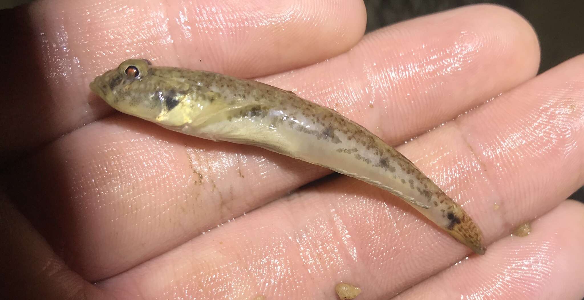 صورة Favonigobius gymnauchen (Bleeker 1860)