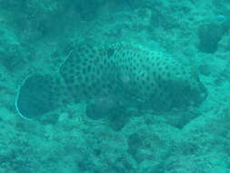 Image of Blacksaddle grouper