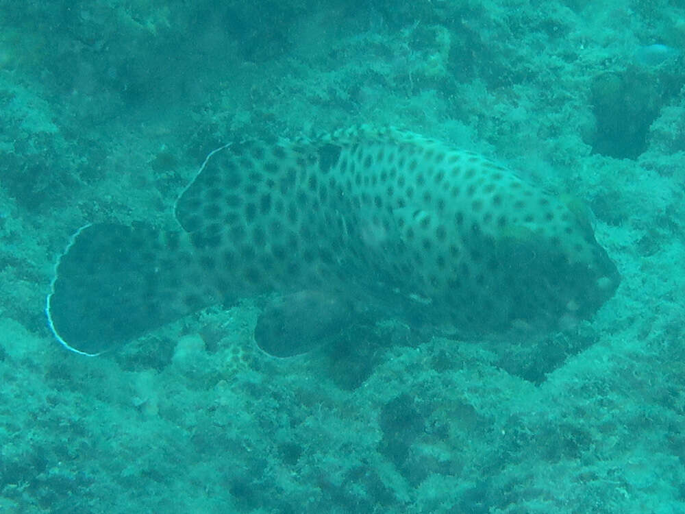 Image of Blacksaddle grouper