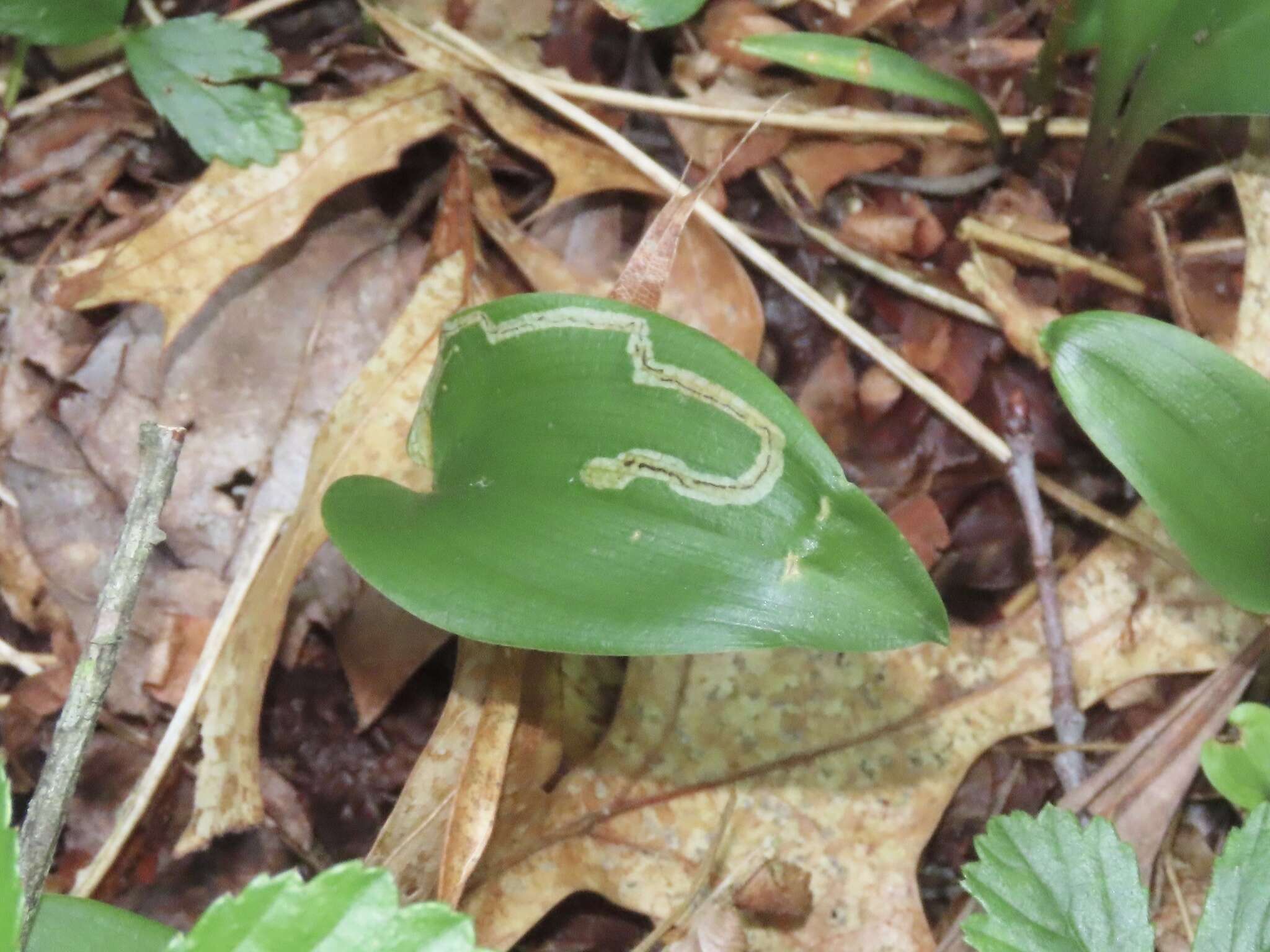 Image of Liriomyza smilacinae Spencer 1969