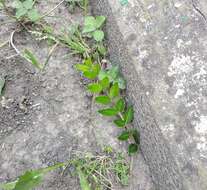 Image of box-leaf honeysuckle