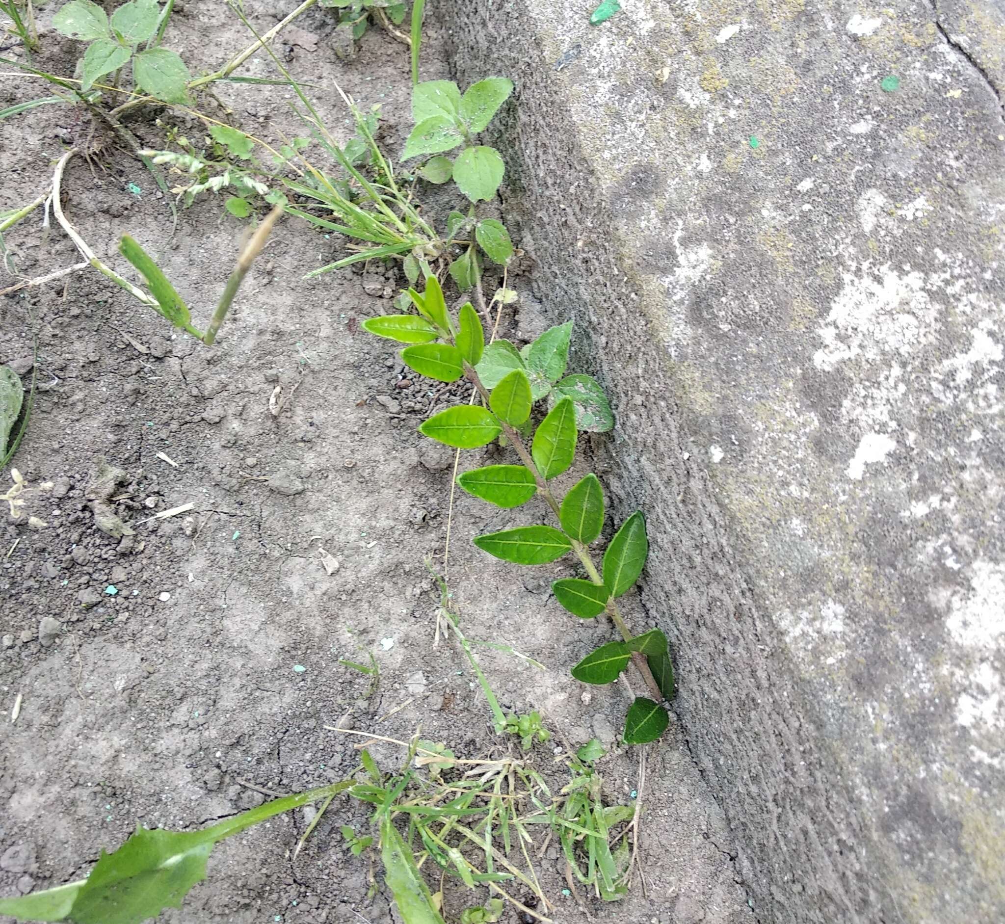 Image of box-leaf honeysuckle