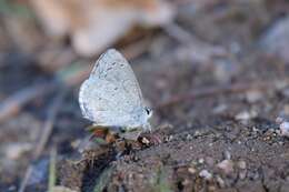 Image of Celastrina echo cinerea (W. H. Edwards 1883)