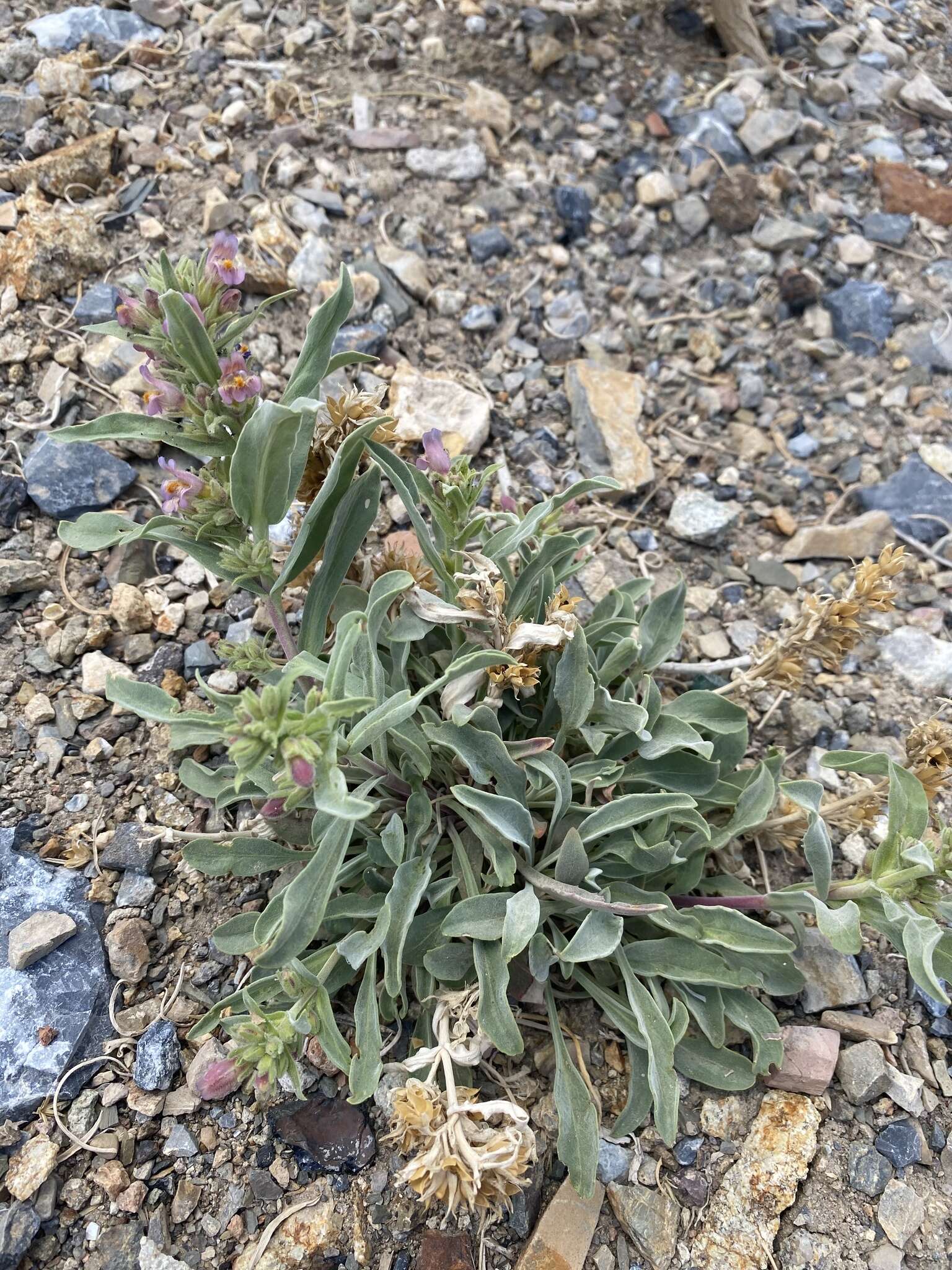 Image of White River Valley beardtongue