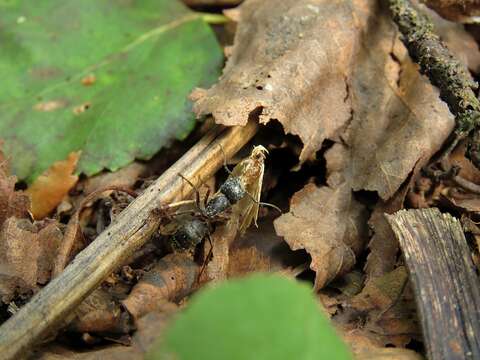 Plancia ëd Camponotus saxatilis Ruzsky 1895