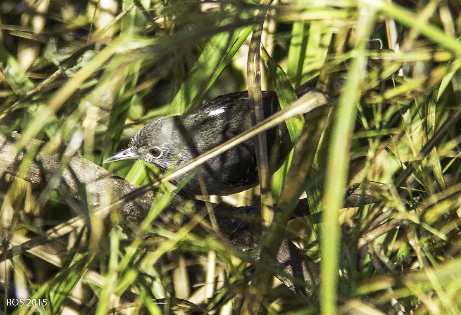 Image of Mato Grosso Antbird