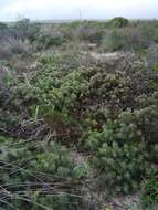 Image de Leucospermum tomentosum (Thunb.) R. Br.