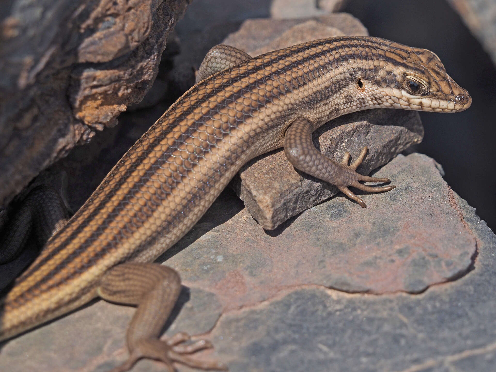 Image of Western Rock Skink