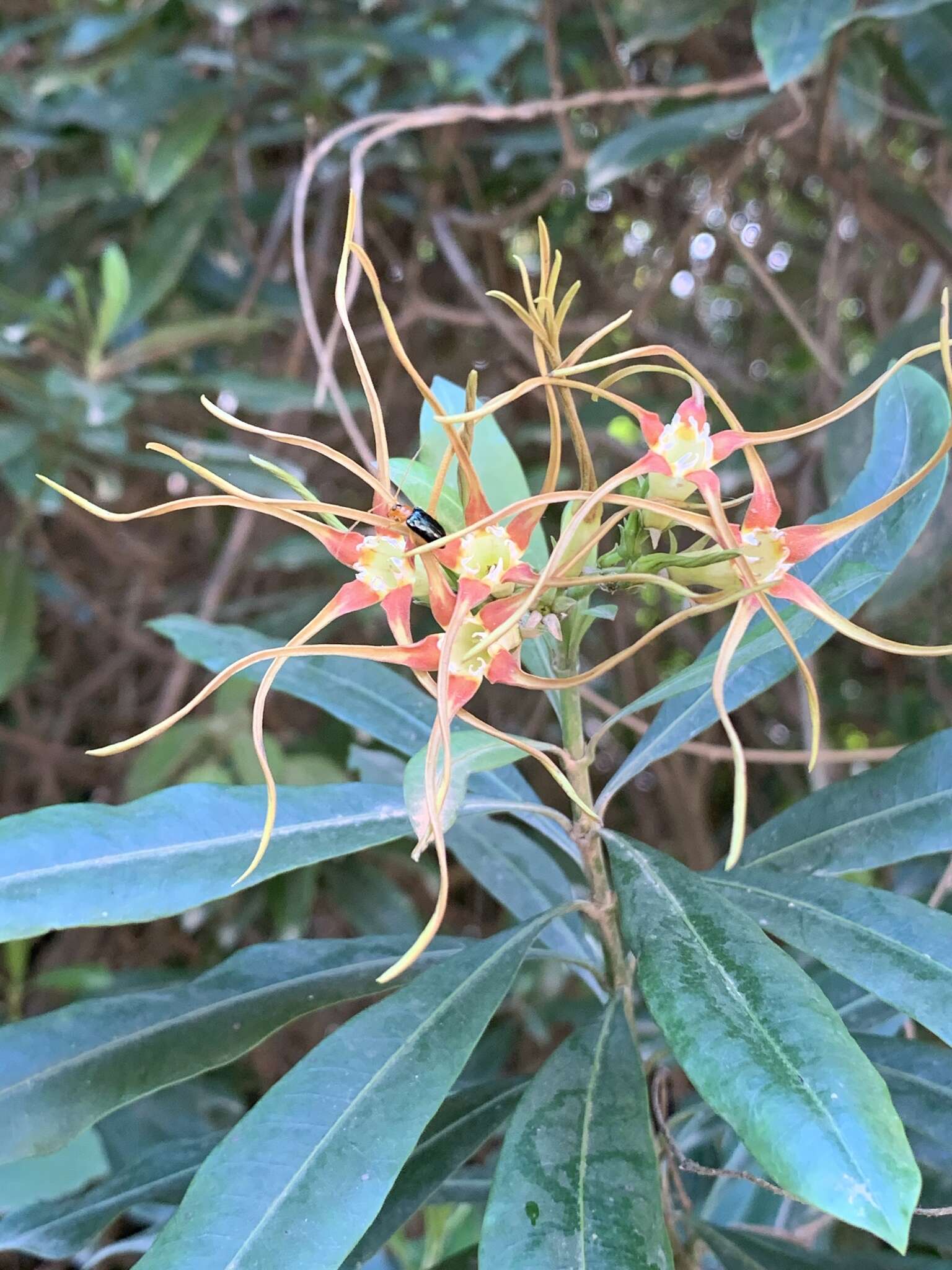 Image de Strophanthus speciosus (Ward & Harv.) Reber