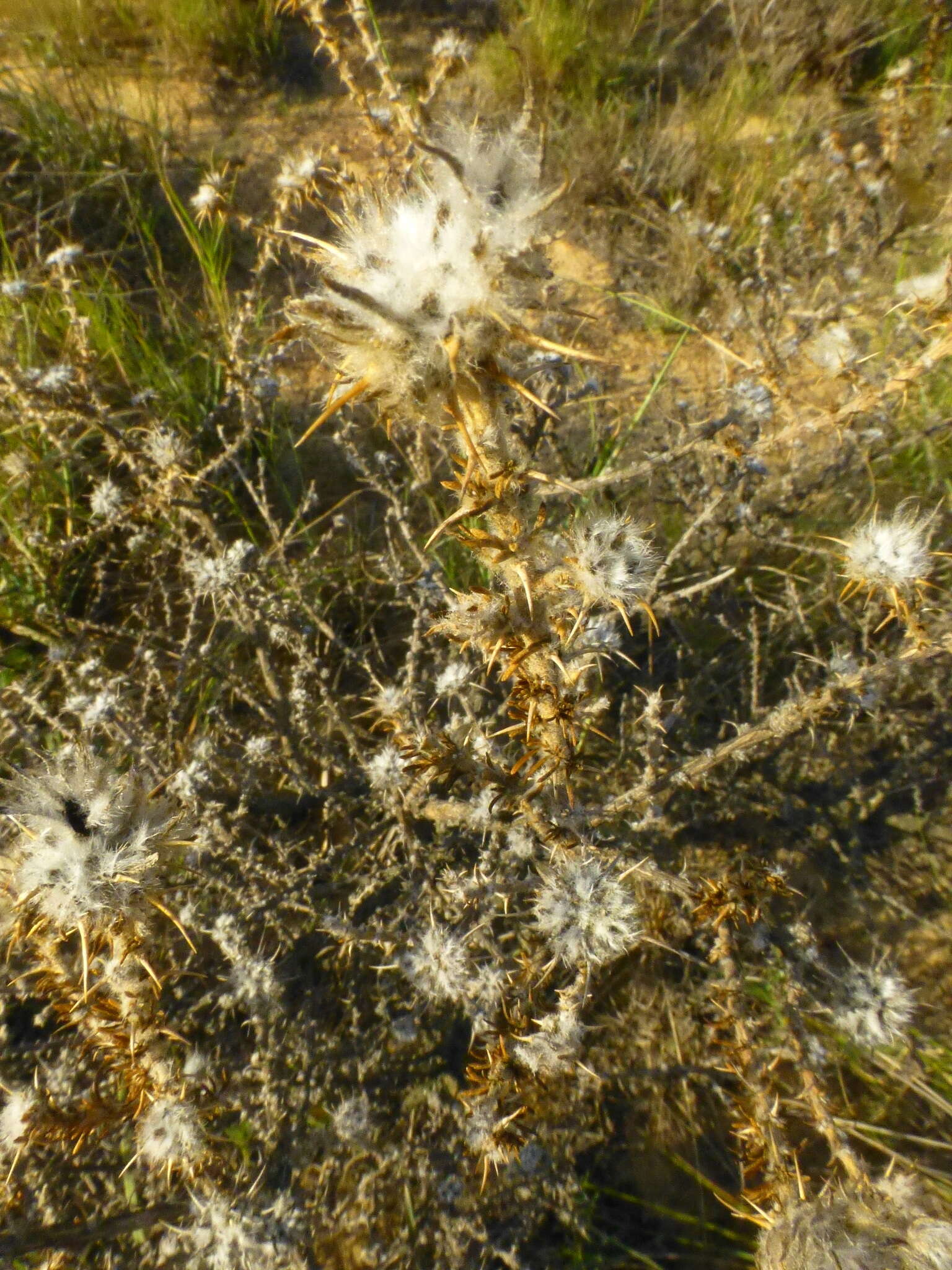 Image of Aspalathus aculeata Thunb.