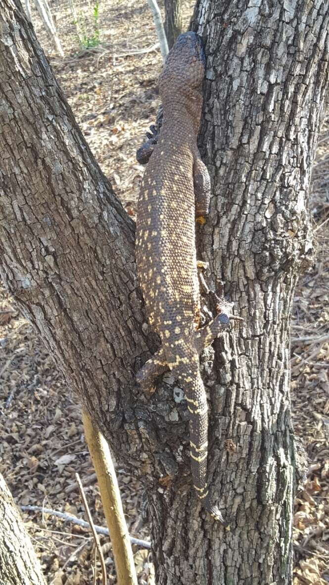 Image of Mexican Beaded Lizard