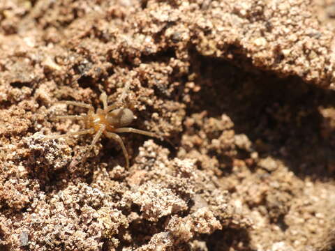 Image of Chilean recluse