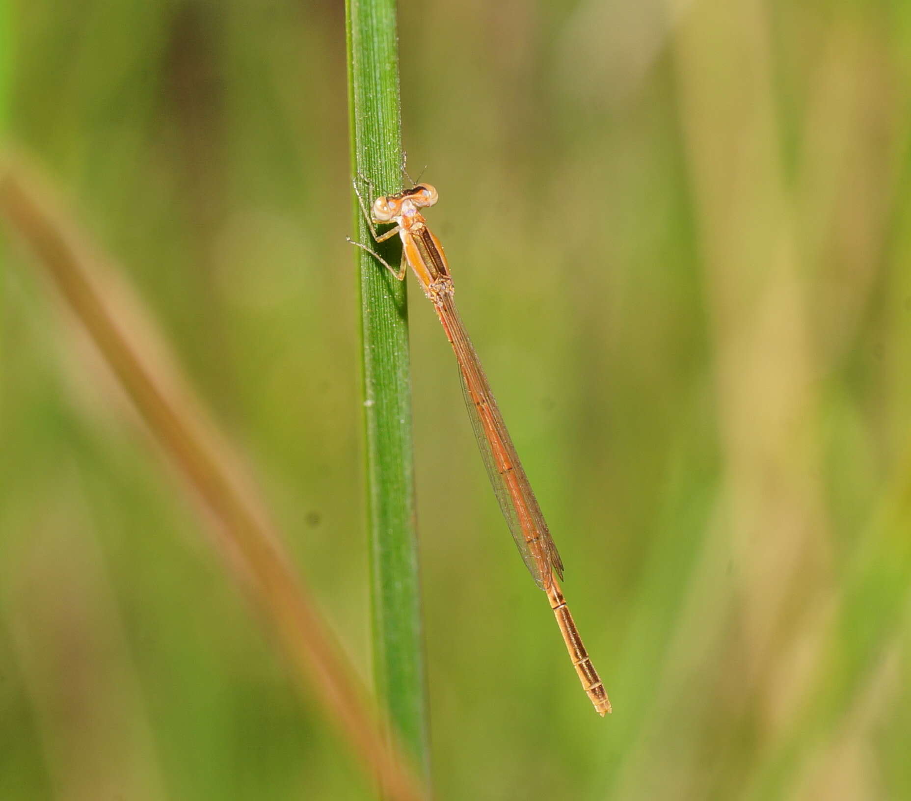 Imagem de Agriocnemis pygmaea (Rambur 1842)