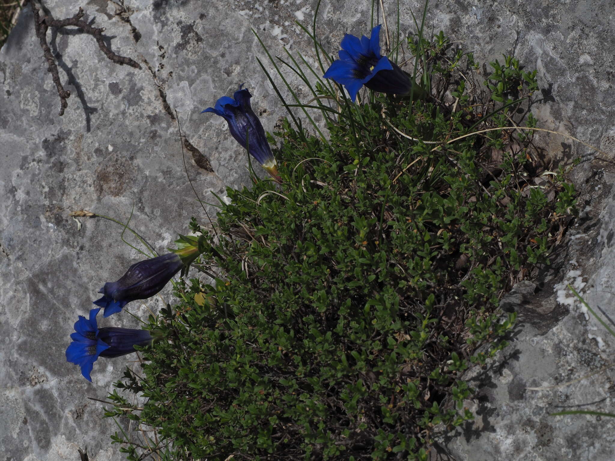 Gentiana ligustica R. de Vilmorin & Chopinet的圖片