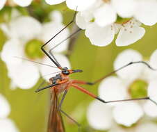 Image of Harpobittacus australis (Klug 1838)