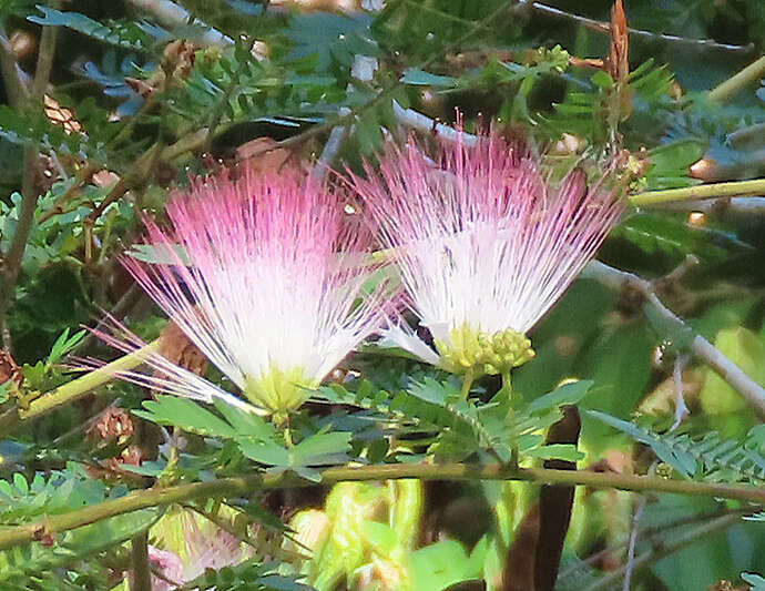 Plancia ëd Calliandra surinamensis Benth.