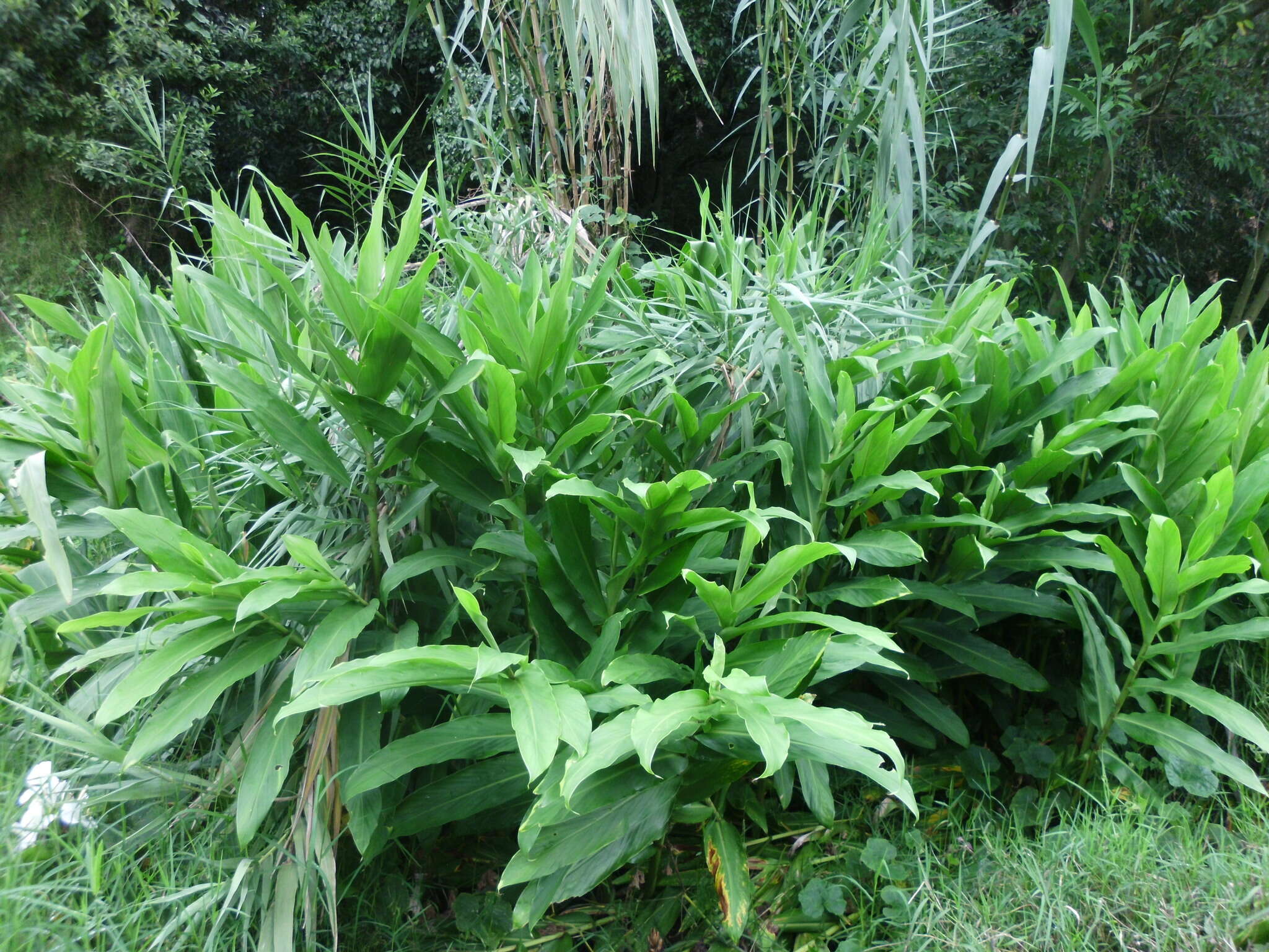 Imagem de Hedychium coronarium J. Koenig