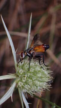 Image of Cylindromyia rufifrons (Loew 1844)