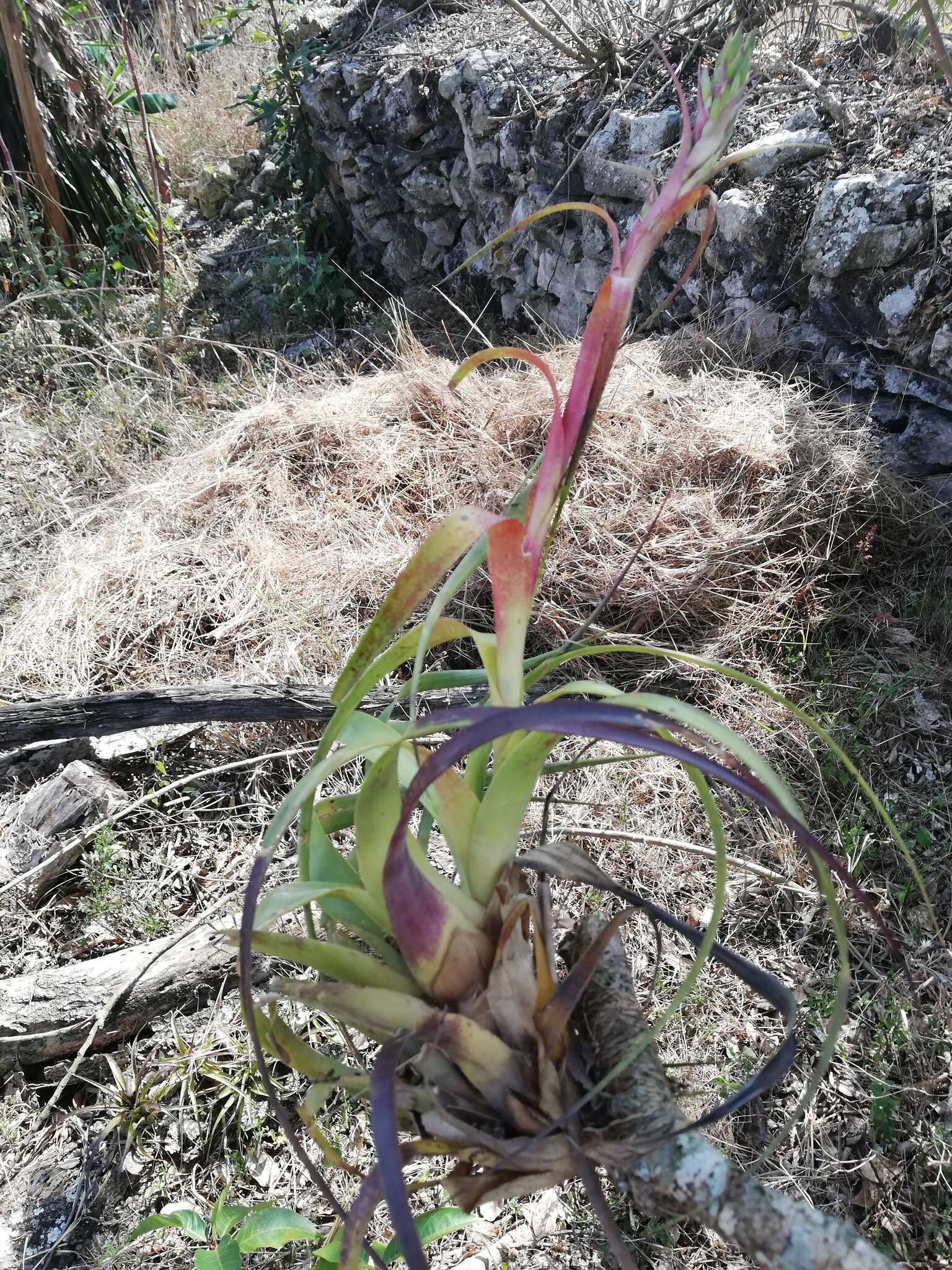 Imagem de Tillandsia belloensis W. Weber