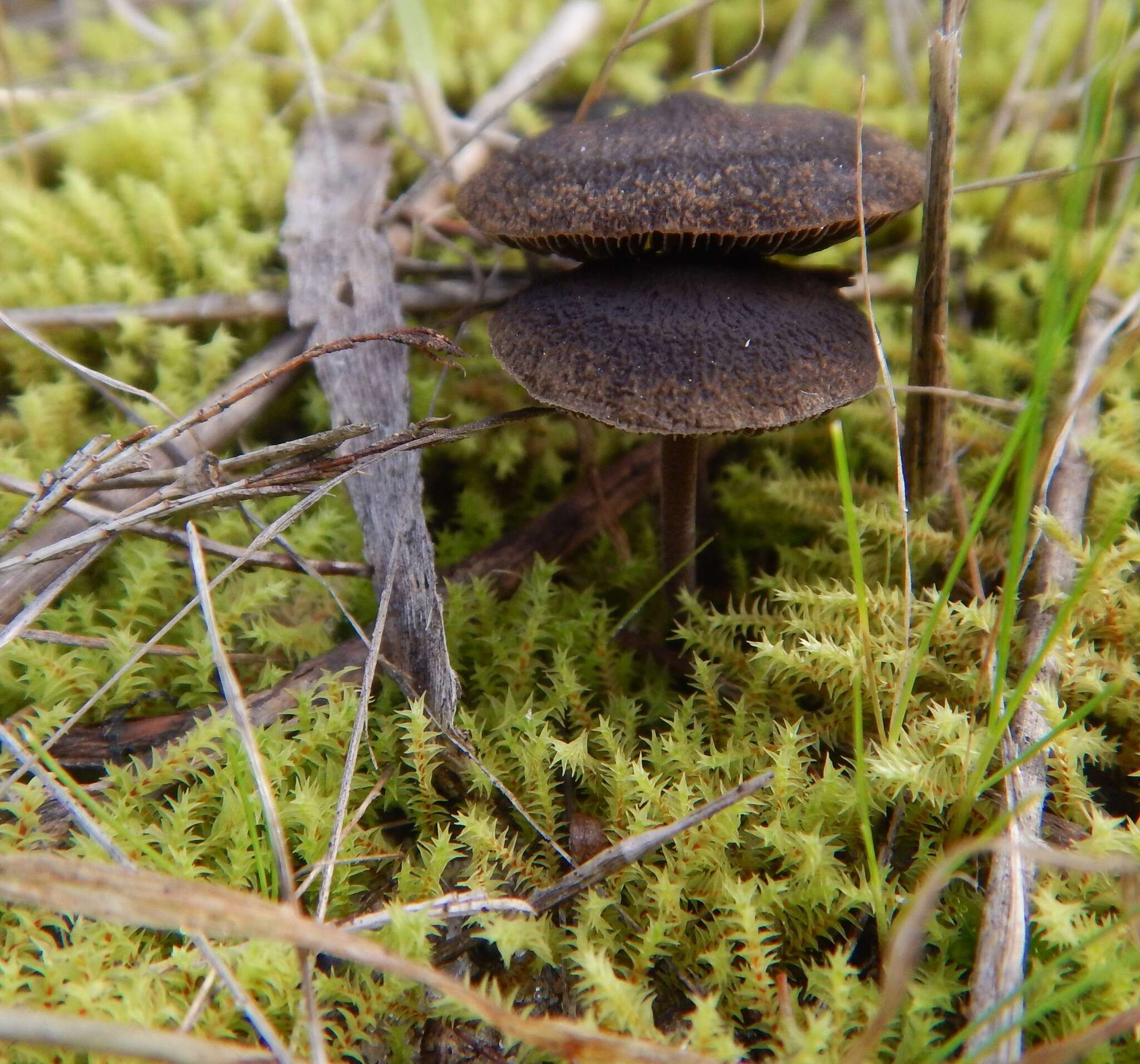 Слика од Triquetrella papillata Brotherus 1902