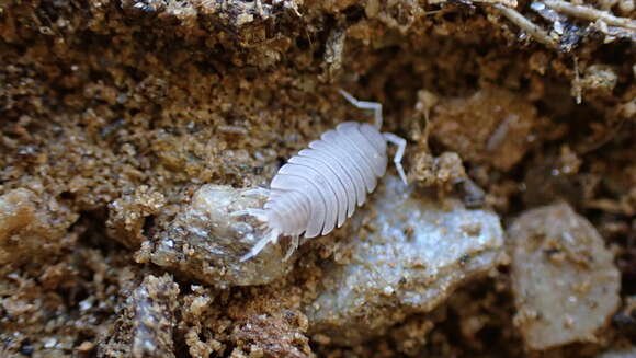 Image of Porcellionides myrmecophilus (Stein 1859)