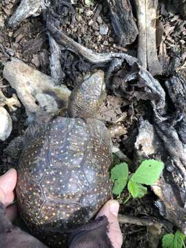 Image of Northern Spotted Box Turtle