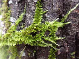 Image of Nuttall's homalothecium moss