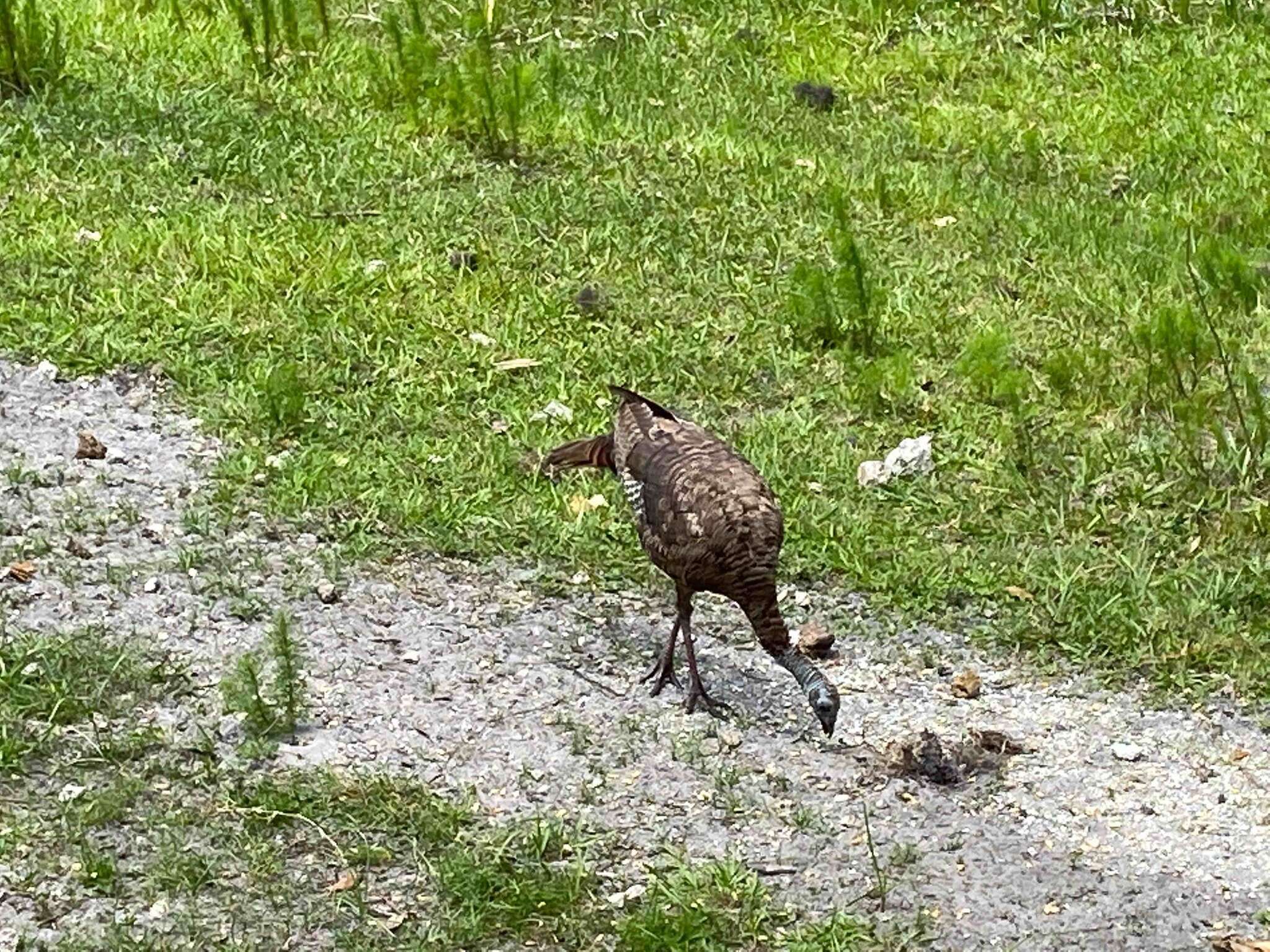 Imagem de Meleagris gallopavo osceola Scott 1890