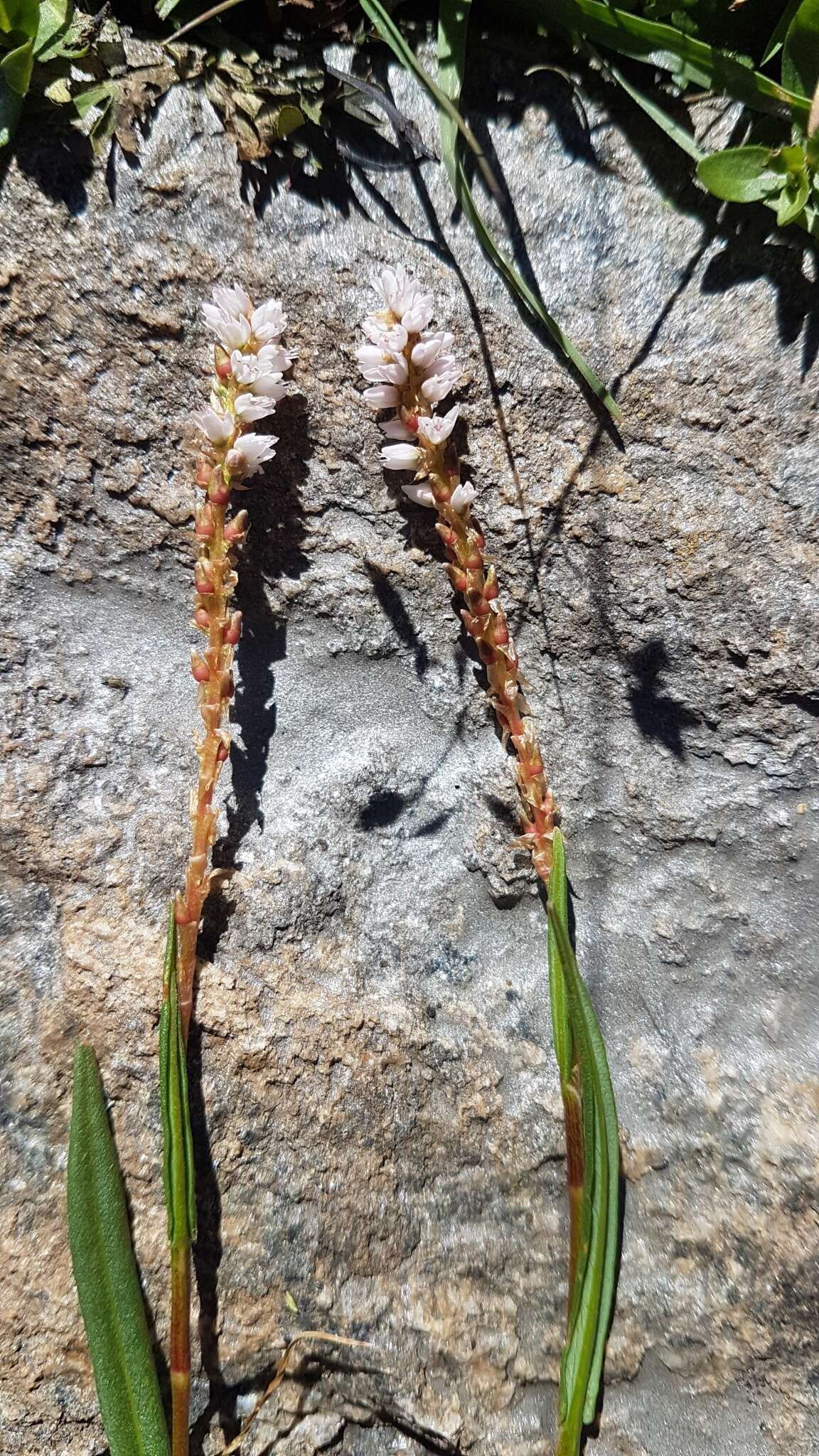 Imagem de Bistorta vivipara (L.) Delarbre