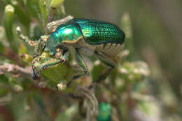 صورة Diphucephala colaspidoides (Gyllenhal 1817)