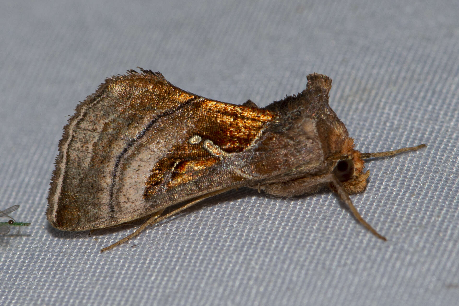 Image of Dactyloplusia