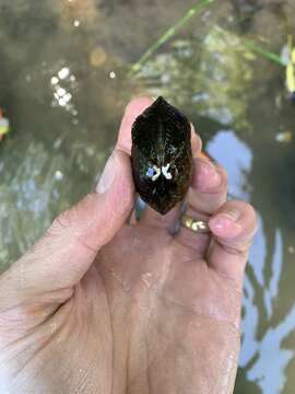 Image of Edible Naiad